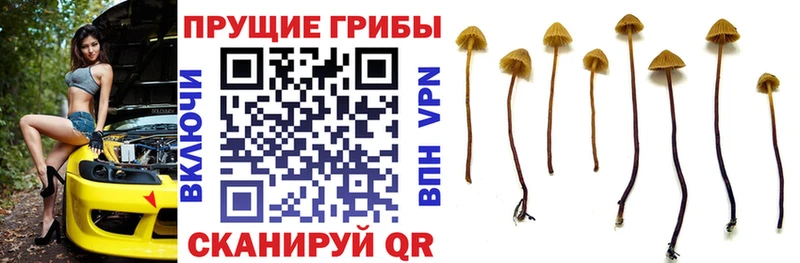 Галлюциногенные грибы мицелий  что такое   Усть-Илимск 
